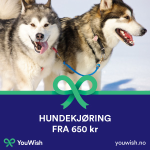 Gavetips: Hundekjøring