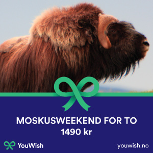 Gavetips: Moskusweekend for to - en unik opplevelse