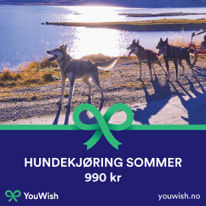 Gavetips: Hundekjøring i sommerhalvåret