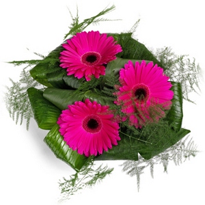 Gavetips: Grandiose gerbera